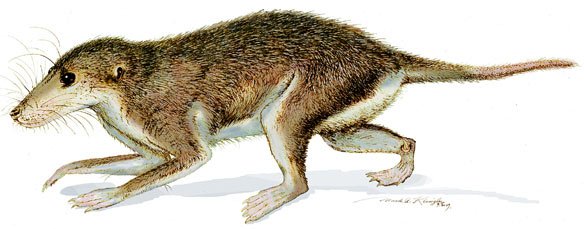 symmetrodont, prehistoric mammal