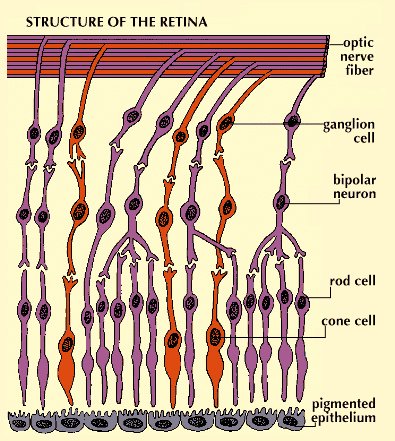 Anatomy of the human retina
