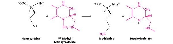 Methionine Synthesis